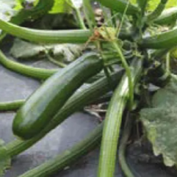 Cukinia Rhodos f1 1000 nasion st